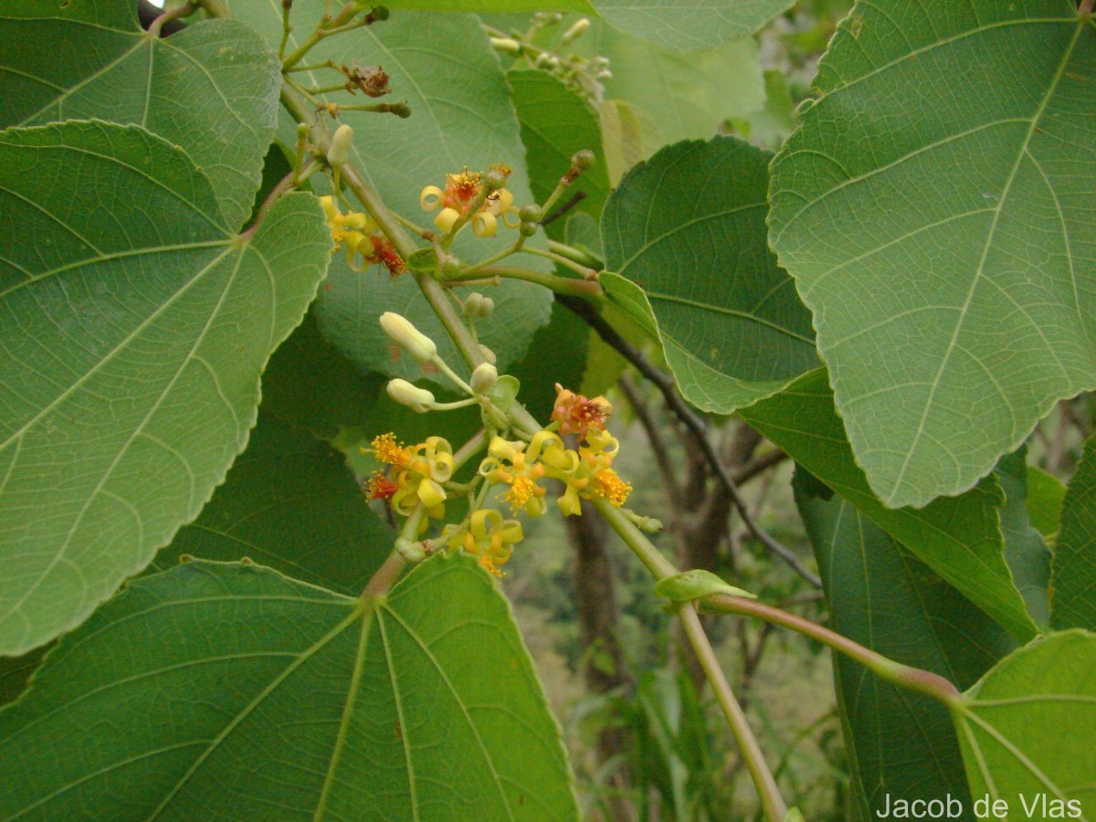 Grewia tiliifolia Vahl